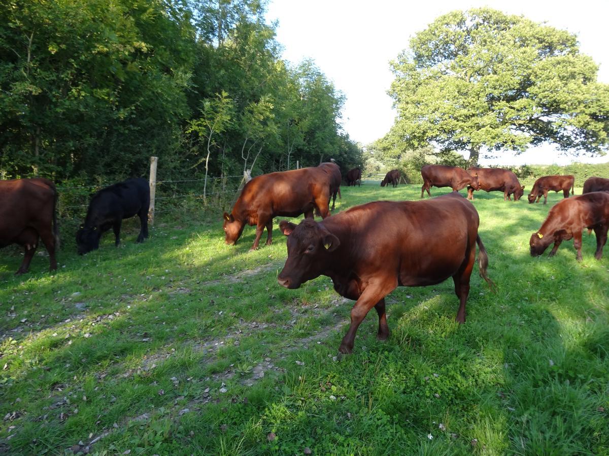 Bed and Breakfast Moors Farmhouse East Knoyle Zewnętrze zdjęcie